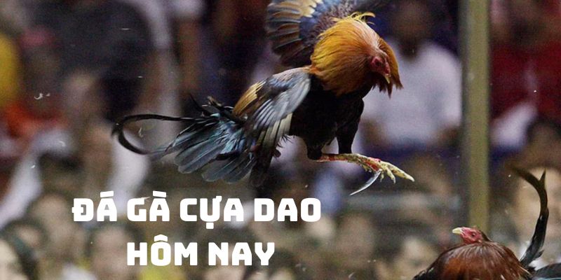 đá gà cựa dao hôm nay