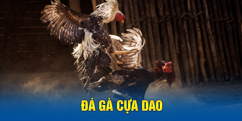 Đá gà cựa dao hấp dẫn, kịch tính