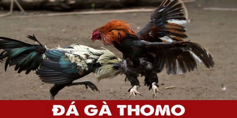 đá gà thomo hôm qua