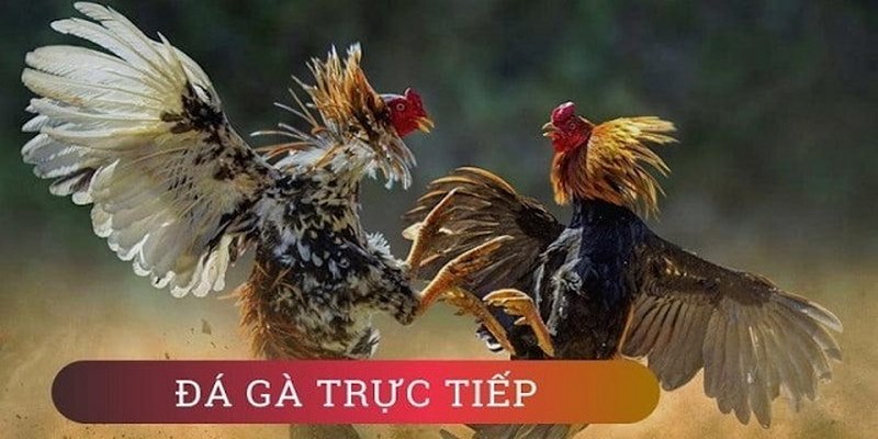 Thông tin cơ bản về đá gà Thomo hôm qua