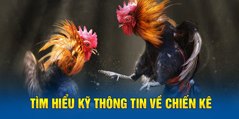 Tìm hiểu kỹ mọi thông tin cần thiết về chiến kê bạn chọn