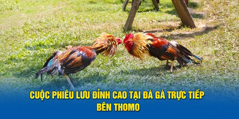 Cuộc phiêu lưu đỉnh cao tại đá gà trực tiếp bên Thomo