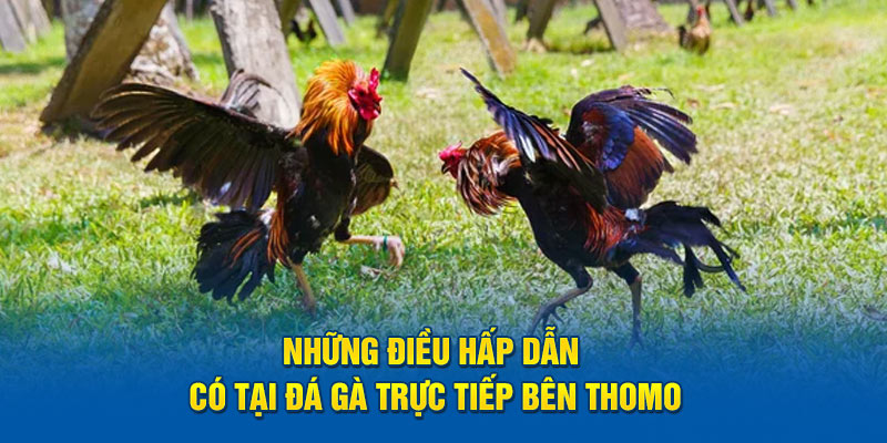 đá gà trực tiếp bên Thomo