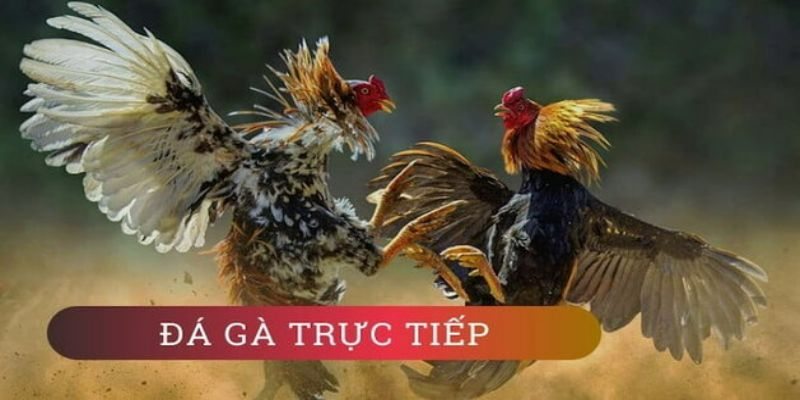 đá gà trực tiếp ngày hôm nay