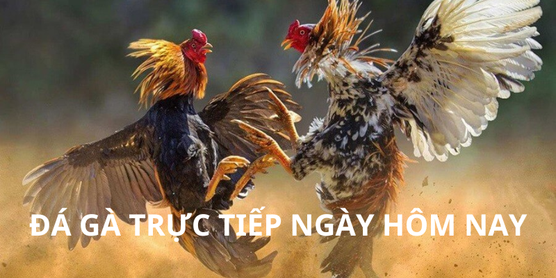 Thông tin về đá gà trực tiếp ngày hôm nay